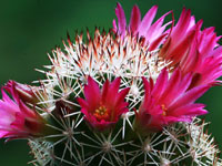 Mammillaria sphacelata